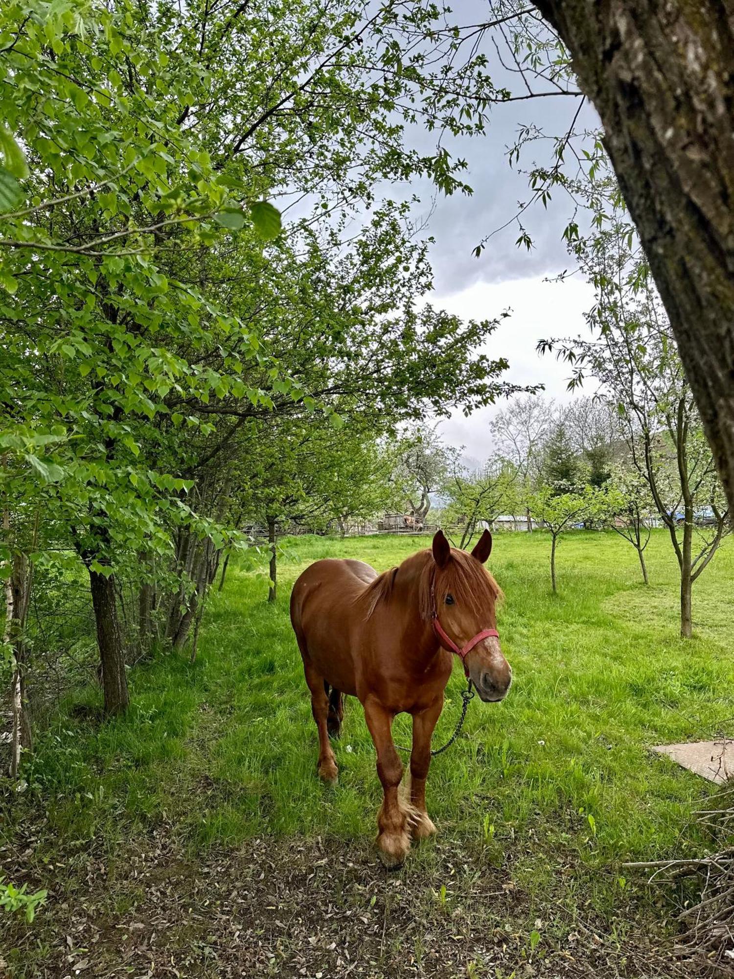בראן Ara Chalet מראה חיצוני תמונה